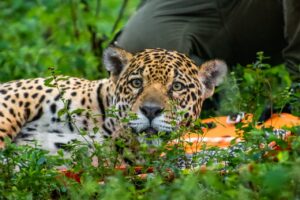 Foto: Guilherme Pantanal - cedência para o IHP