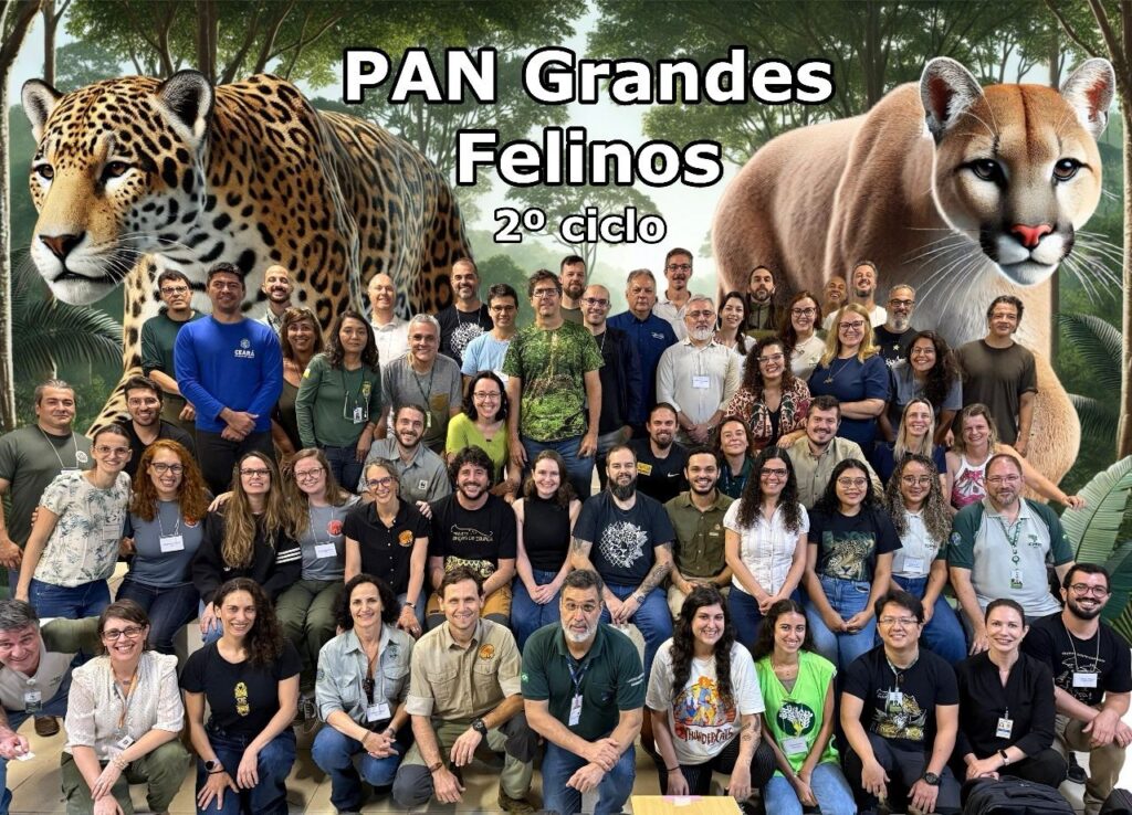 pan grande felinos onças-pintadas